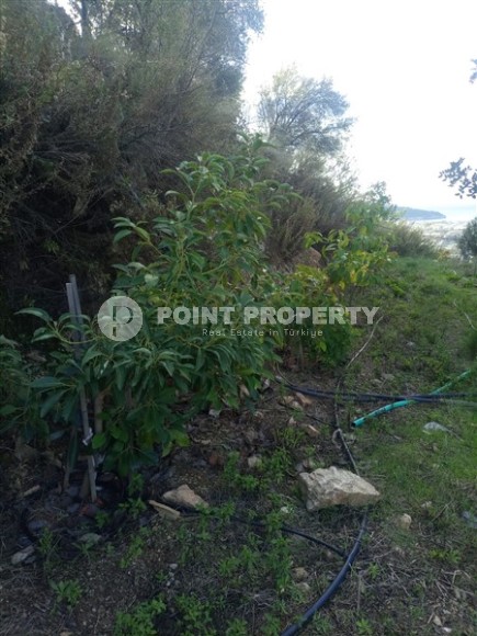 Просторный земельный участок, площадью 2760 м2, в двух километрах от моря.-id-7657-фото-4